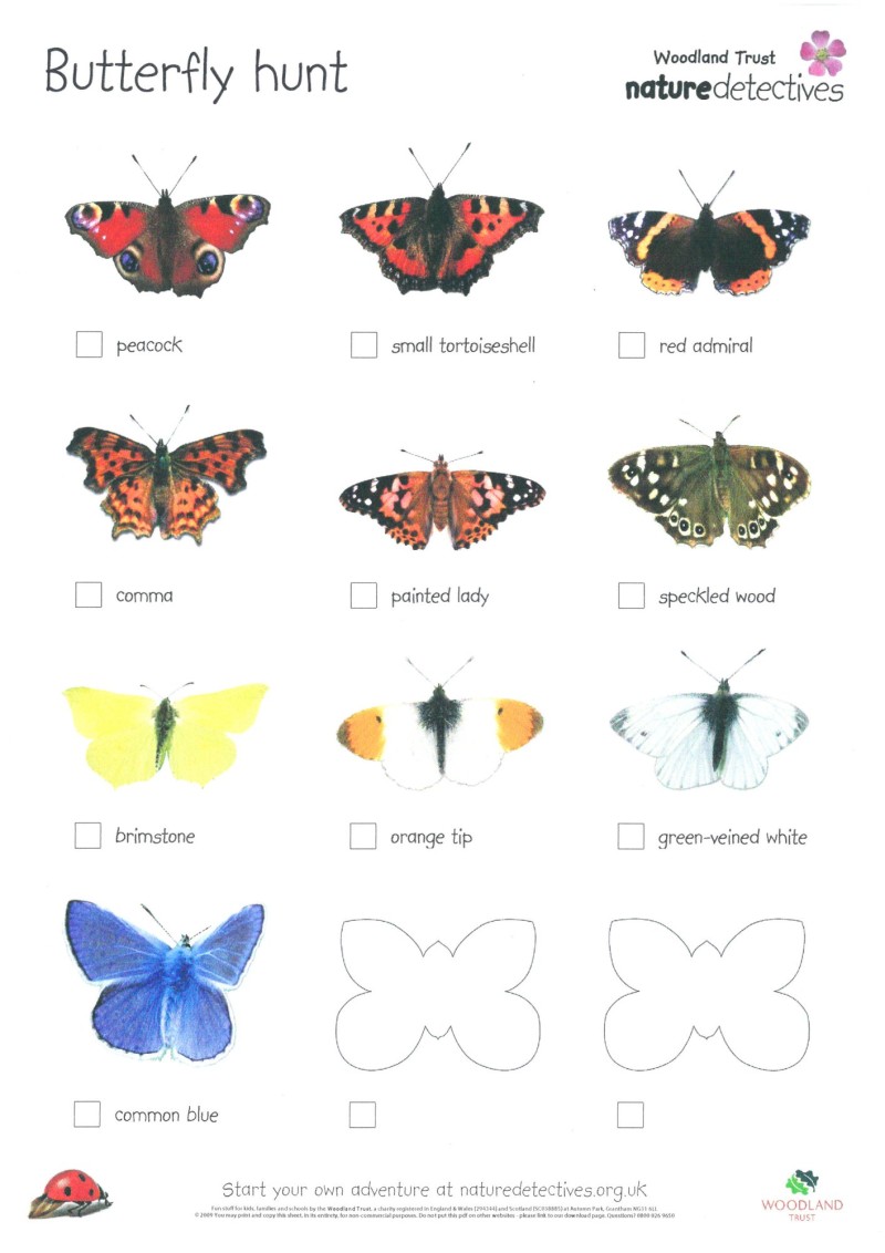nature detectives resource sheet designed by shaun nixon butterfly hunt