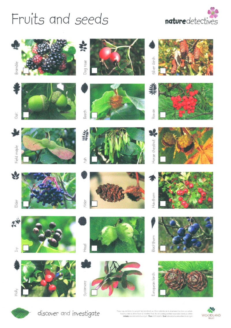 nature detectives resource sheet designed by shaun nixon fruits and seeds nature detectives resource sheet designed by shaun nixon fruits and seeds