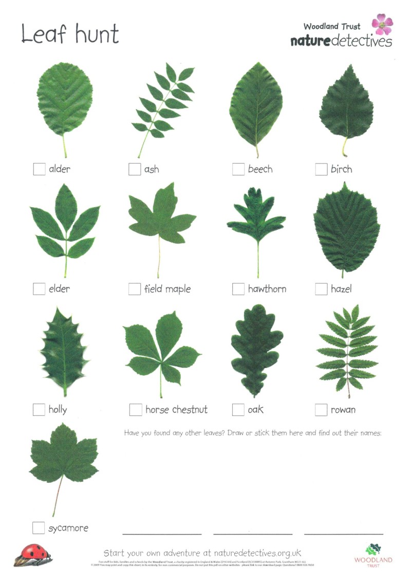 nature detectives resource sheet designed by shaun nixon leaf hunt nature detectives resource sheet designed by shaun nixon leaf hunt