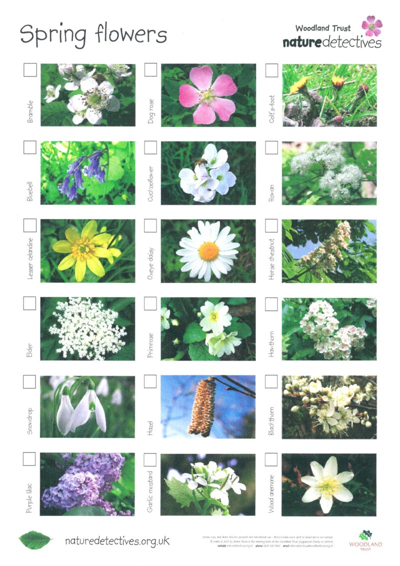 nature detectives resource sheet designed by shaun nixon spring flowers nature detectives resource sheet designed by shaun nixon spring flowers