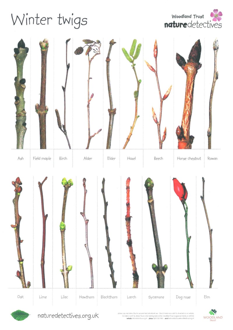 nature detectives resource sheet designed by shaun nixon winter twigs